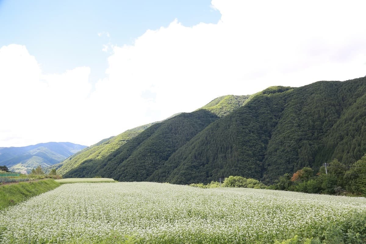 花満開のそば畑